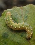 Siobla sturmii